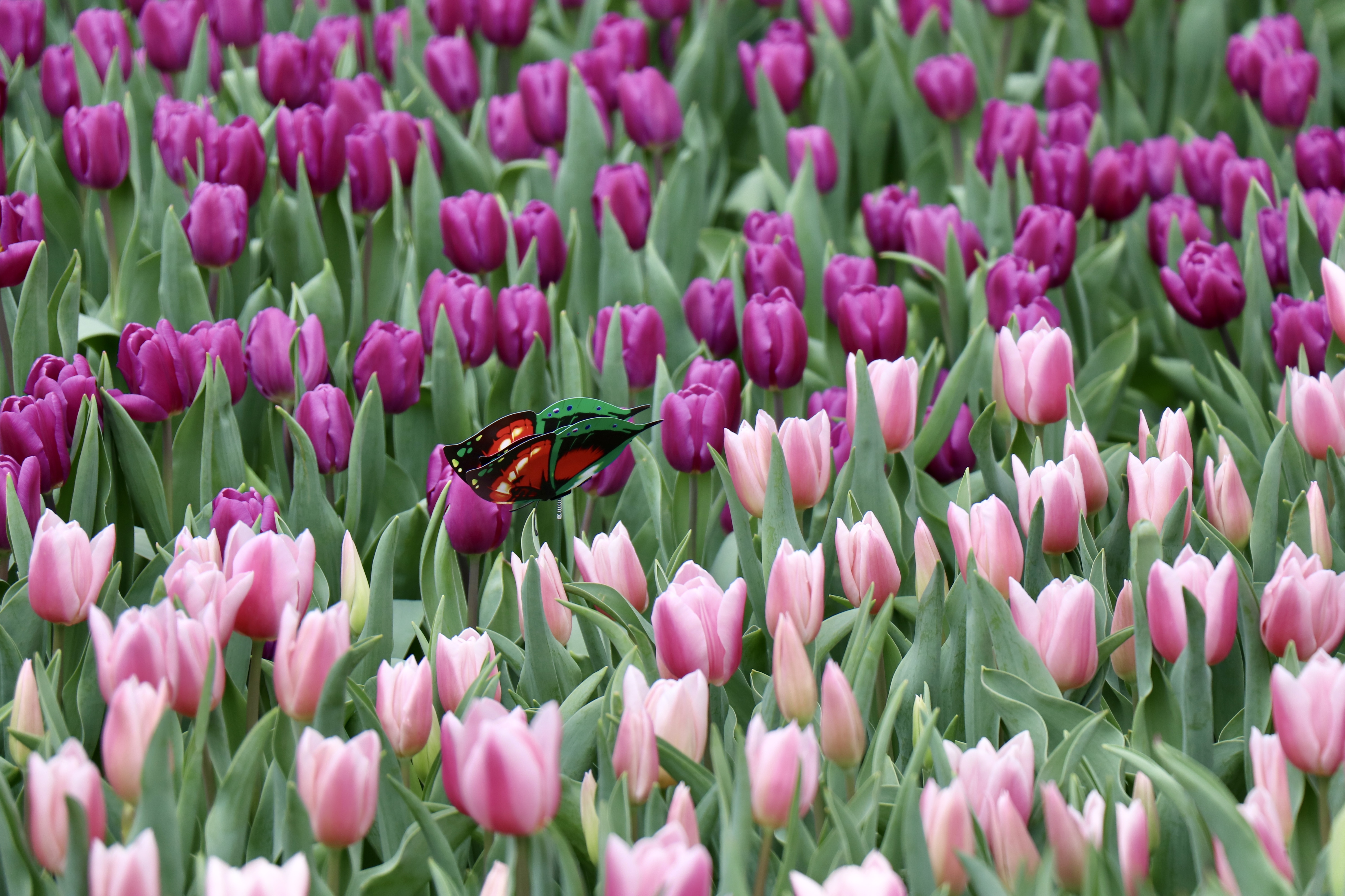 Hong Kong Flower Show 2025